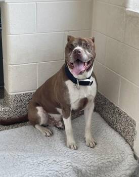 Breezy -  Pit Bull Terrier and Mixed Breed Dog for Adoption in Westland, Michigan - Breezy | PetCurious