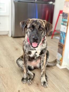 Monet -  Plott Hound Dog for Adoption in San Diego, California - Monet | PetCurious