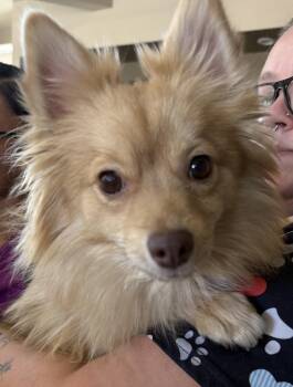 Pomeranian Dogs Available for Adoption in Las Vegas, Nevada - CHELA | PetCurious