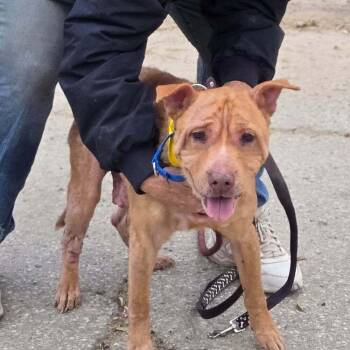 American Staffordshire Terrier and Shar Pei Dogs Available for Adoption - Conquer | PetCurious