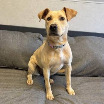 Marley -  Mixed Breed Dog for Adoption in Lansing, Michigan - Marley | PetCurious