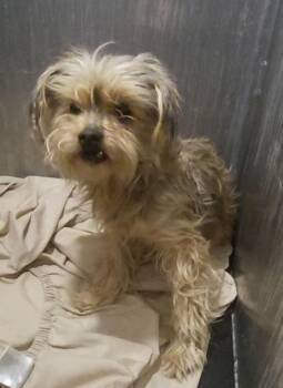 Shih Tzu Dogs Available for Adoption - AGATHA | PetCurious