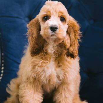 Casey -  Cocker Spaniel Dog for Adoption in Zionsville, Indiana - Casey | PetCurious