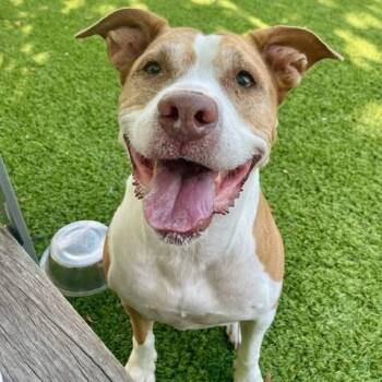 Rescue Patterdale Terrier Fell Terrier Dogs for Adoption in Fairfax, Virginia - Zara (CP) | PetCurious