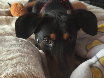 Annie -  Doberman Pinscher Dog for Adoption in Millcreek, Utah - Annie | PetCurious