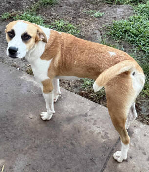 Rescue Anatolian Shepherd Dogs for Adoption in Tulsa, Oklahoma - Eloise | PetCurious