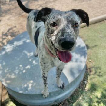 Morticia -  Australian Cattle Dog Blue Heeler Dog for Adoption in Center Point, Texas - Morticia | PetCurious