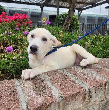 Labrador Retriever Dogs Available for Adoption - Baron | PetCurious