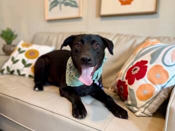 Bjorn the adorn cuddly lab -  Black Labrador Retriever and Labrador Retriever Dog for Adoption in Friendswood, Texas - Bjorn The Adorn Cuddly Lab | PetCurious