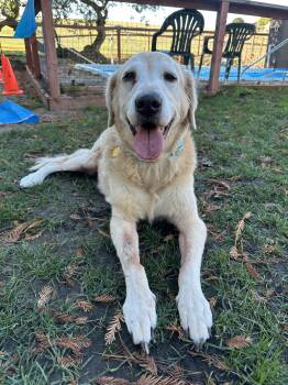 Rescue Golden Retriever Dogs for Adoption in Petaluma, California - Doug | PetCurious