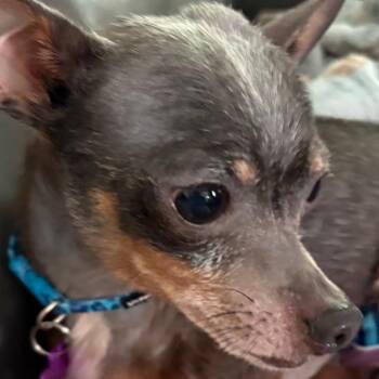 Chihuahua Dogs Available for Adoption in Gulfport, Mississippi - Pepperoncini | PetCurious