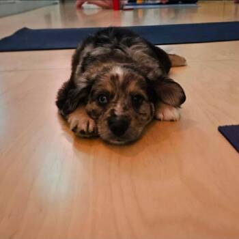 Labrador Retriever Dogs Available for Adoption - Hosanna | PetCurious