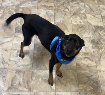 Chihuahua Dogs Available for Adoption - Boone | PetCurious