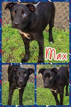 Max -  Shepherd and Labrador Retriever Dog for Adoption in Ringwood, New Jersey - Max | PetCurious