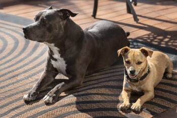 Tony -  Chihuahua and Terrier Dog for Adoption in San Francisco, California - Tony | PetCurious