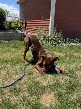 Ruthie Ann -  Labrador Retriever Dog Available for Adoption in Salt Lake City, Utah - Ruthie Ann | PetCurious