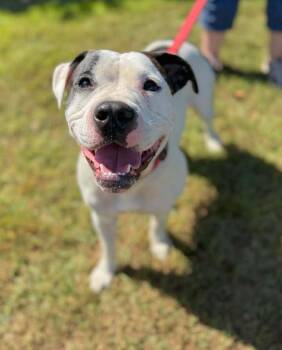 Rescue American Staffordshire Terrier Dogs for Adoption in Stamford, Connecticut - Darla | PetCurious