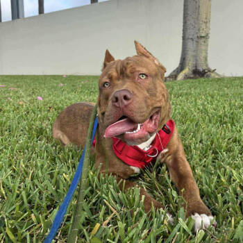Rescue Pit Bull Terrier Dogs for Adoption in Tampa, Florida - Juju | PetCurious