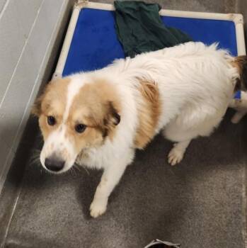 LEX -  Australian Shepherd Dog for Adoption - LEX | PetCurious