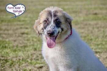 Izzie -  Great Pyrenees and Anatolian Shepherd Dog for Adoption in Lee