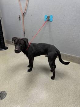 Rescue Labrador Retriever and Pit Bull Terrier Dogs for Adoption in Las Vegas, Nevada - TBONE | PetCurious