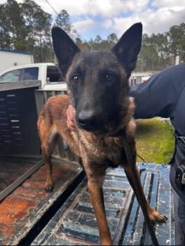 Belgian Shepherd Malinois Dogs Available for Adoption in Gautier, Mississippi - Bambina | PetCurious
