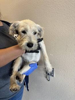 Poodle and Schnauzer Dogs Available for Adoption in Ontario, California - MARIO | PetCurious