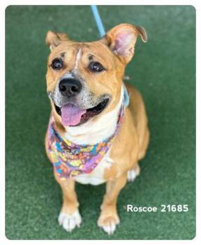 ROSCOE -  Pit Bull Terrier Dog for Adoption in Marietta, Georgia - ROSCOE | PetCurious