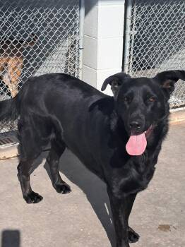 Rescue German Shepherd Dog Dogs for Adoption in Parker, Arizona - Buddy | PetCurious