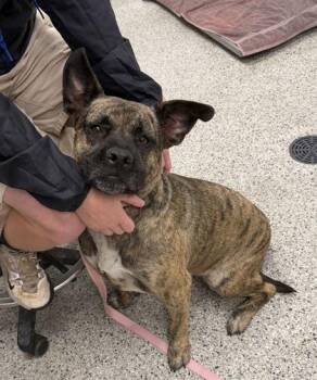 Tiger Lily -  Mixed Breed Dog for Adoption in Kansas City, Missouri - Tiger Lily | PetCurious