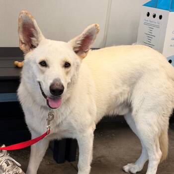 Frost -  White German Shepherd Dog for Adoption in Tampa, Florida - Frost | PetCurious