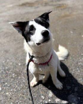 Basset Hound and Australian Shepherd Dogs Available for Adoption - Izzy | PetCurious