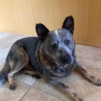 Krink -  Australian Cattle Dog Blue Heeler Dog for Adoption in South Hempstead, New York - Krink | PetCurious