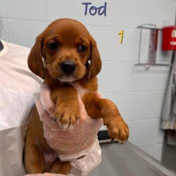 Tod -  Hound and Mixed Breed Dog for Adoption in Parkersburg, West Virginia - Tod | PetCurious