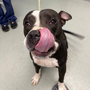 Tonks -  Terrier Dog for Adoption in Abilene, Texas - Tonks | PetCurious