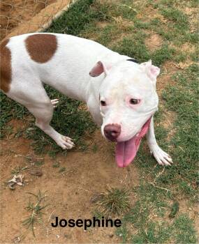 Rescue Pit Bull Terrier Dogs for Adoption in Zimmerman, Minnesota - Josephine | PetCurious