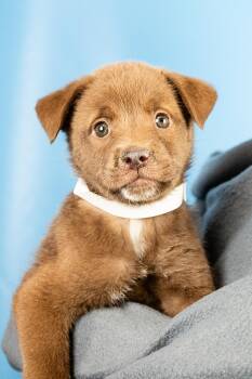 Retriever and Australian Shepherd Dogs Available for Adoption in Minneapolis, Minnesota - Matteo | PetCurious
