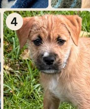 Wiley -  Mixed Breed Dog Available for Adoption in Eutawville, South Carolina - Wiley | PetCurious