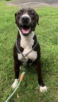 Nina -  American Staffordshire Terrier Dog for Adoption in Massena, New York - Nina | PetCurious