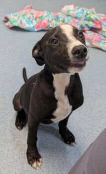 Gary -  Labrador Retriever and Mixed Breed Dog for Adoption in Taylorsville, North Carolina - Gary | PetCurious