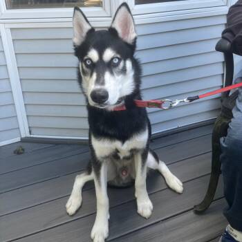 Max -  Husky Dog for Adoption in Ringwood, New Jersey - Max | PetCurious