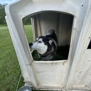 Milo -  Husky Dog for Adoption in Rochester, Minnesota - Milo | PetCurious