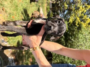 Irish Terrier Dogs Available for Adoption in Hillsborough, North Carolina - Loretta | PetCurious