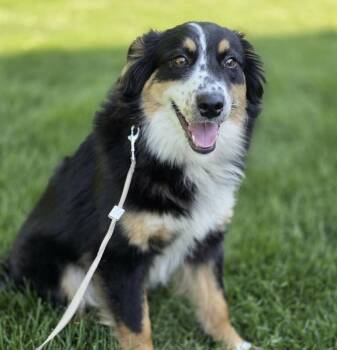 Australian Shepherd Dogs Available for Adoption in Orland Park, Illinois - Amber | PetCurious