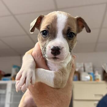 Venice -  Pit Bull Terrier Dog for Adoption in Columbia, South Carolina - Venice | PetCurious