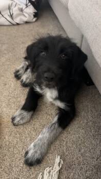 Max -  Wirehaired Pointing Griffon Dog for Adoption in Riverdale, Iowa - Max | PetCurious