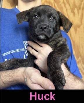Huck -  Mixed Breed Dog Available for Adoption in The Woodlands, Texas - Huck | PetCurious