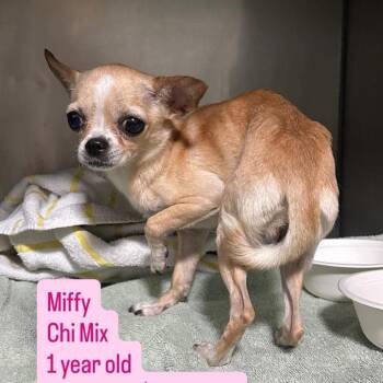 Miffy -  Chihuahua Dog for Adoption in Tampa, Florida - Miffy | PetCurious