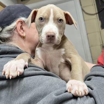 Pit Bull Terrier Dogs Available for Adoption - Josie | PetCurious