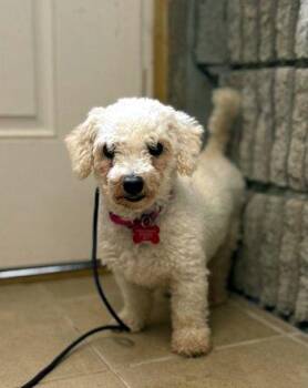 Mariam -  Bichon Frise Dog for Adoption in Bedford Hills, New York - Mariam | PetCurious